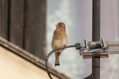 dinlenmek için bir yer