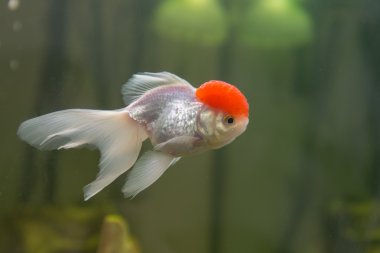kırmızı bere oranda goldfish