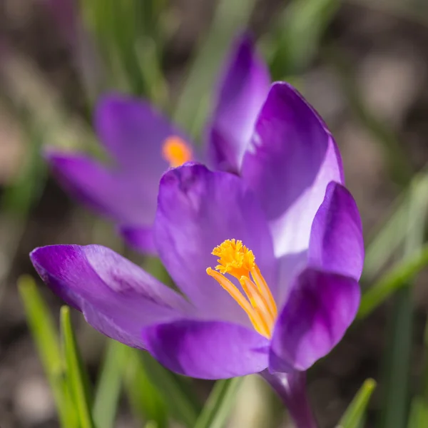 紫の春 — ストック写真