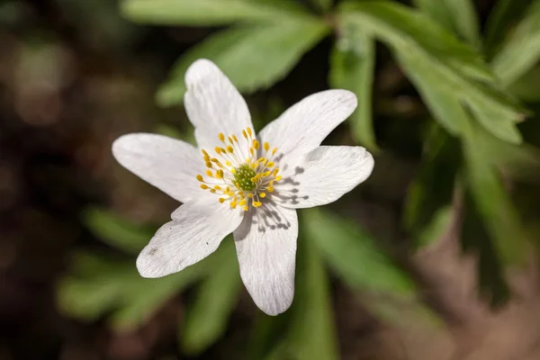 Anemone — Stock Photo, Image