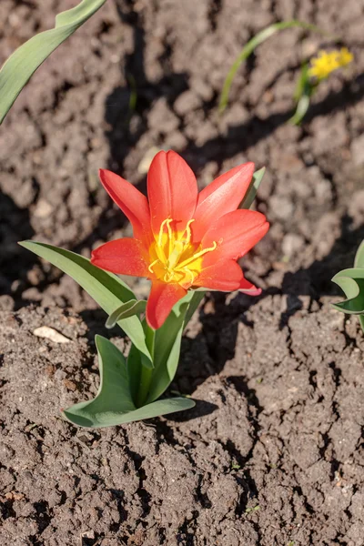 Červený tulipán na jaře — Stock fotografie