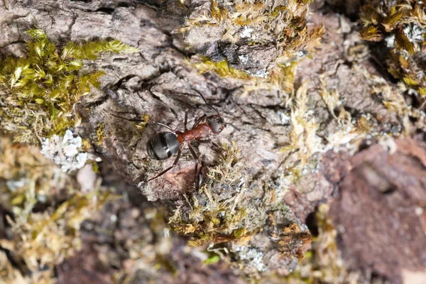Formiga vermelha — Fotografia de Stock