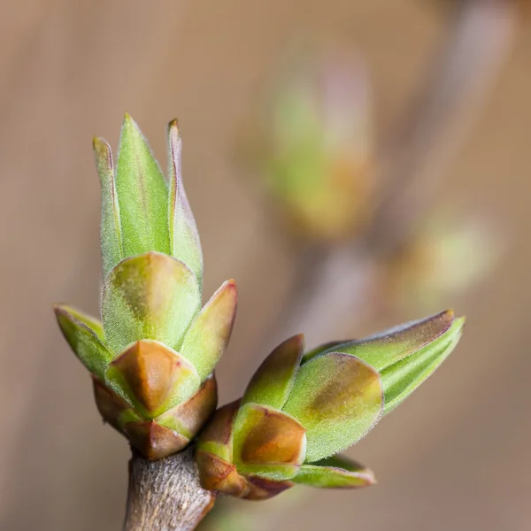 Brotes de primavera —  Fotos de Stock