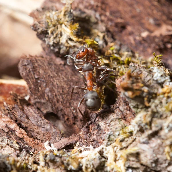 Dos hormigas rojas — Foto de Stock