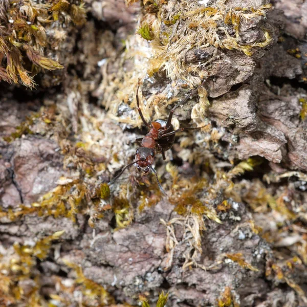 Curious ant — Stock Photo, Image