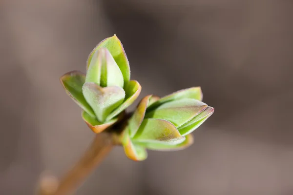 Green buds closeup — Stock Photo, Image