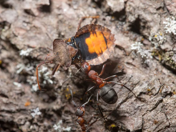 Ants and beetle — Stock Photo, Image