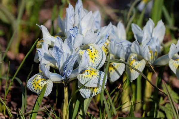 Blauwe Iris — Stockfoto