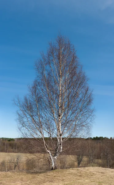 Lonely birch — Stock Photo, Image