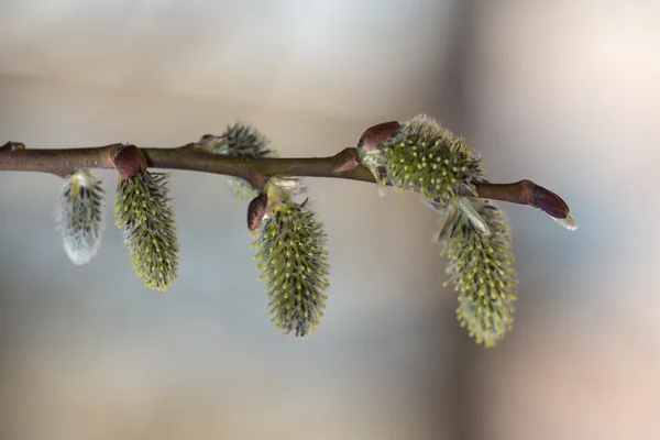 Willow gren under våren — Stockfoto