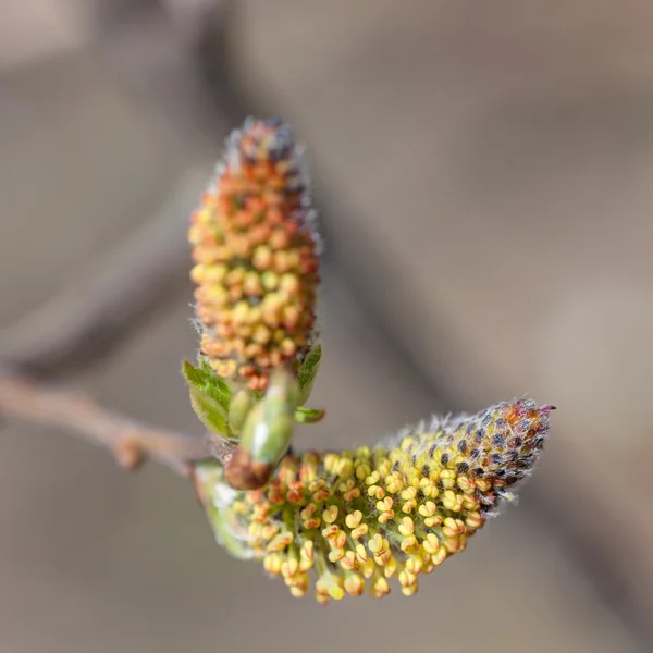 Spring closeup — Stock Photo, Image