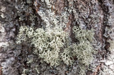 Lichen ağaç kabuğunda