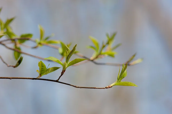 Våren gren — Stockfoto