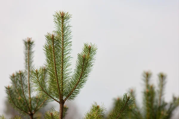 Top of pines — Stock Photo, Image