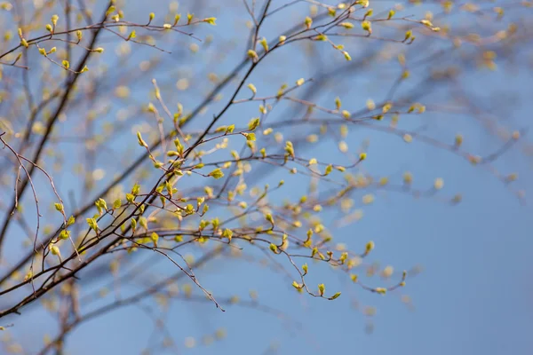 Feuilles de bouleau au printemps — Photo