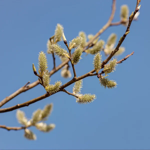 Ramas de sauce de primavera — Foto de Stock