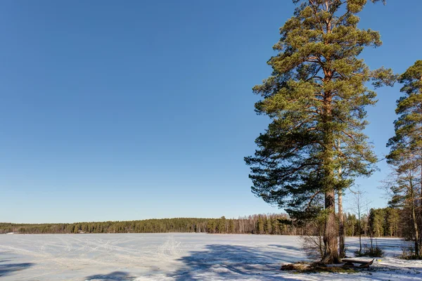 Lago da floresta com neve — Fotografia de Stock