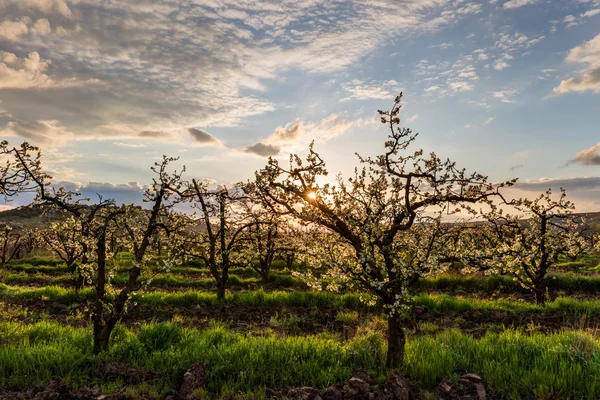 Garden at dawn — Stock Photo, Image