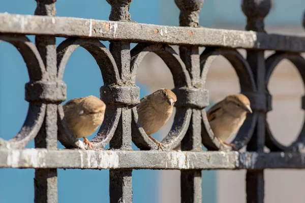 Three curious sparrow — Stock Photo, Image