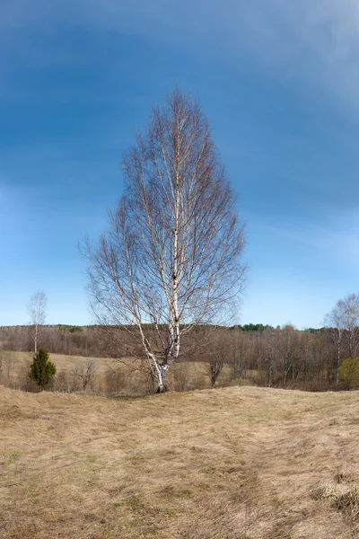 Paesaggio primaverile — Foto Stock