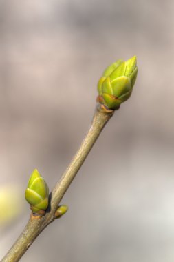 yeşil tomurcukları