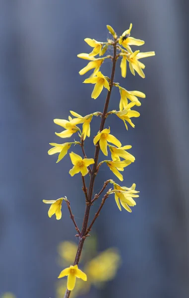 Virágzó forsythia — Stock Fotó