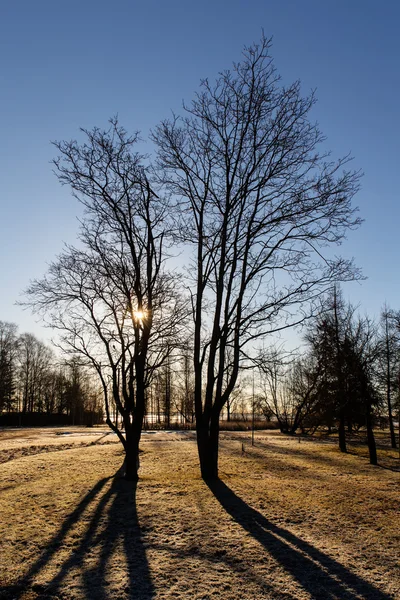 Alberi di primavera — Foto Stock