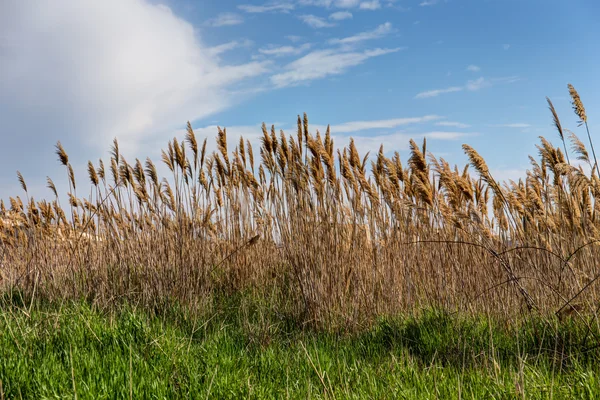 Rieten aan de kust — Stockfoto