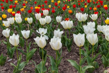 beyaz kırmızı ve Sarı Lale