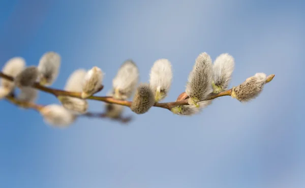 Frühlingszweige — Stockfoto