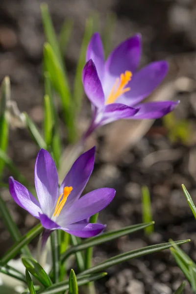 Crocus de printemps — Photo