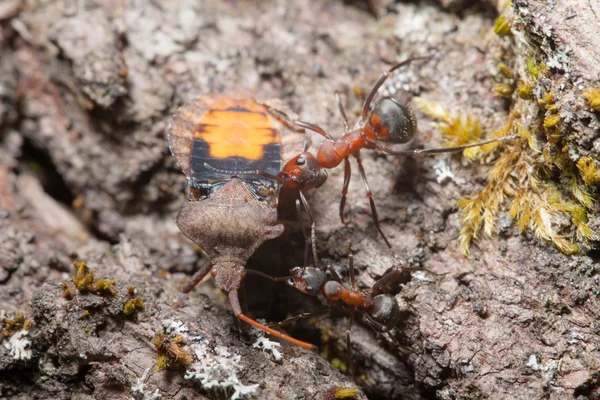 Ants drags a large beetle — Stock Photo, Image