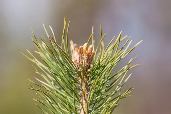 Top van pine — Stockfoto