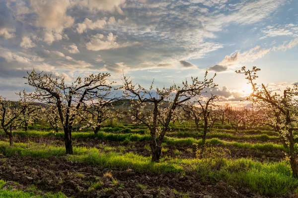 Bloeiende tuin — Stockfoto