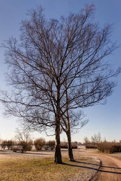 Betulle primaverili in parco — Foto Stock