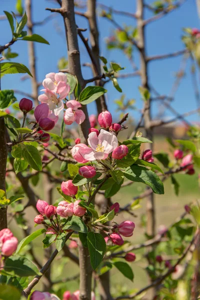 Pommier au printemps — Photo