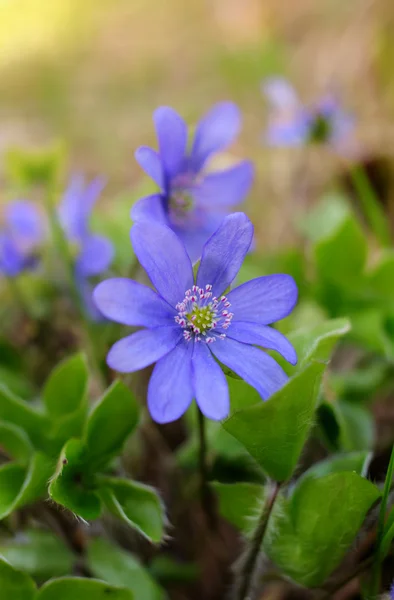 Liverwort en madera de primavera —  Fotos de Stock