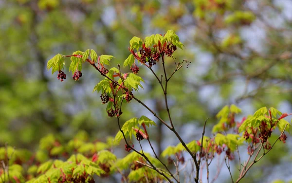 Acer pseudosieboldianum — Stockfoto