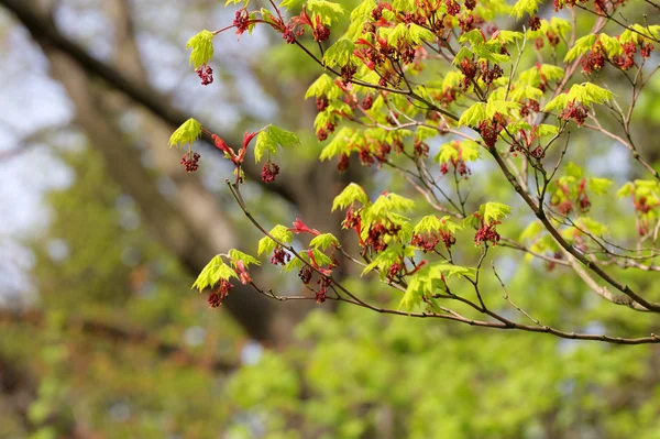 Arce de primavera —  Fotos de Stock