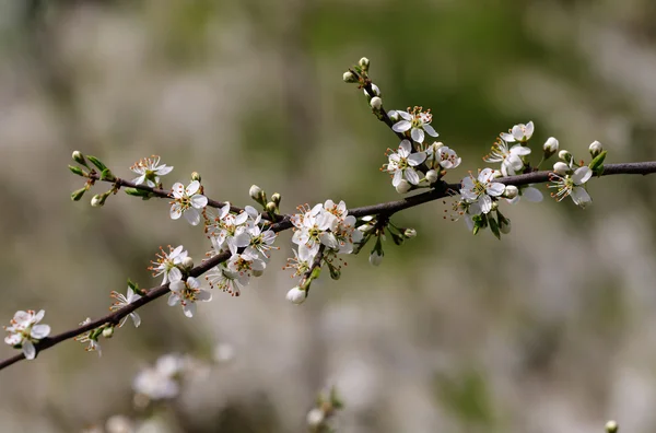 Branche avec fleurs blanches — Photo