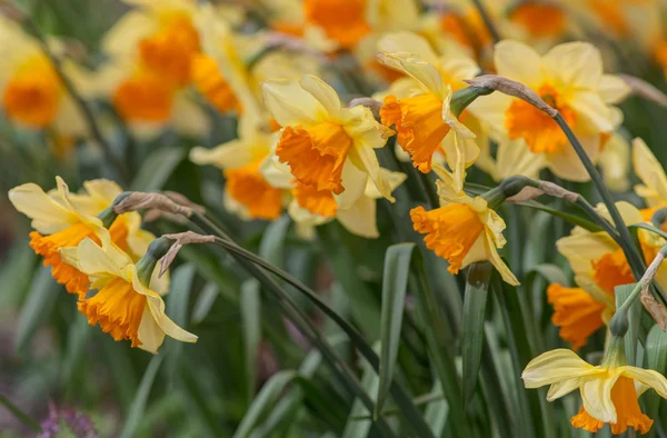 Narcisos amarillos de cerca —  Fotos de Stock