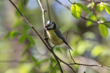 Bluetit bahar