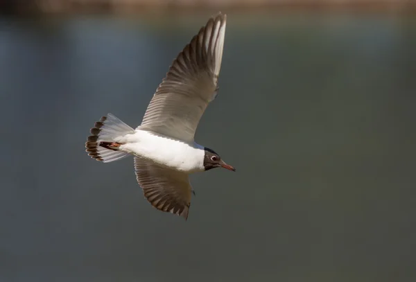 Seagull in flight — Stock Photo, Image