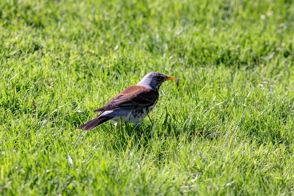 Snowbird on the green grass — Stock Photo, Image