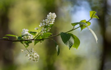 Kuş kirazının dalı