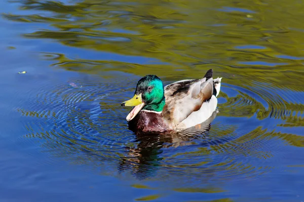 Anka i vatten — Stockfoto