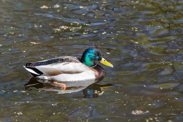 Porträtt av en anka — Stockfoto