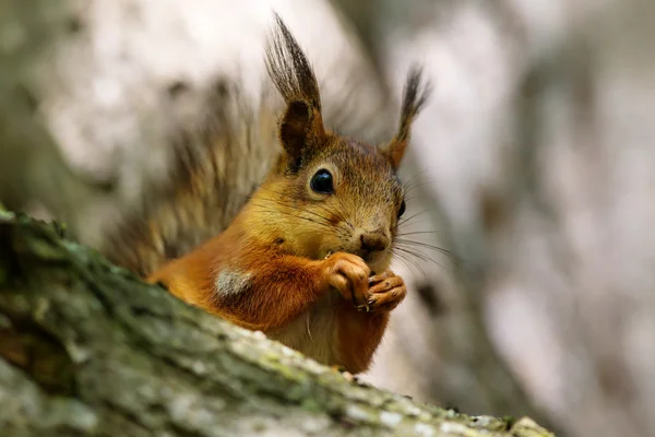 Eichhörnchen aus nächster Nähe — Stockfoto