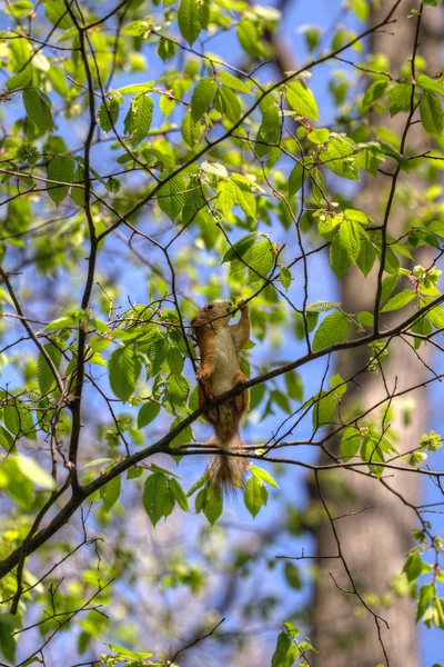 Eichhörnchen frisst Frühlingsknospen — Stockfoto