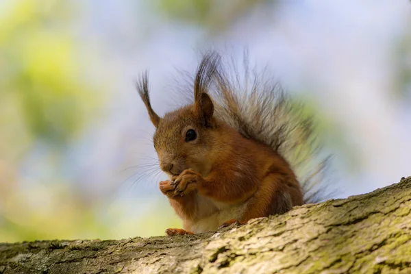 Portrait squirrel Royalty Free Stock Photos